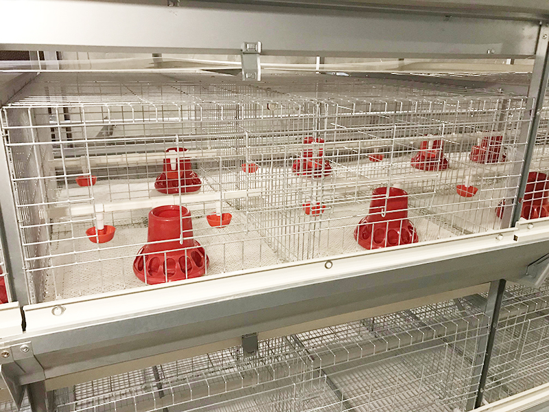 雞舍（shě）溫度要如何控製由全自動養雞設備廠家告訴大家